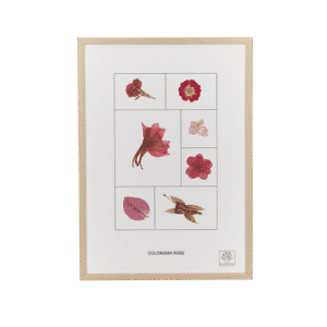 Herbier fleurs séchées Colorama Rose cadre bois